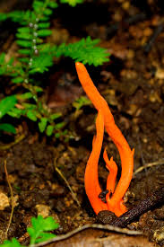 Yellow mold get rid of the mold on house plant soil yellow mushrooms in potted plants get rid of mold on houseplants control fungus gnats with cinnamon how. Orange Fungus