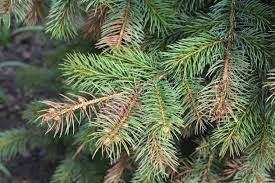Maybe you would like to learn more about one of these? My Tree S Needles Are Changing Color Reasons For Brown Conifer Needles
