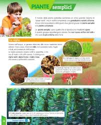 Sono piante gli alberi, gli arbusti o cespugli, le erbe, i rampicanti, le succulente, le felci, i muschi, alghe verdi e molti altri ancora. Page 38 Voce Della Terra Scienze