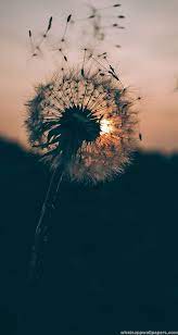 Maybe you would like to learn more about one of these? Title 4k Image Quality Whatsapp Best Wallpapers Hd 4k Image Quality Whatsapp Best Wallpapers Hd Http Dandelion Wallpaper Nature Photography Nature