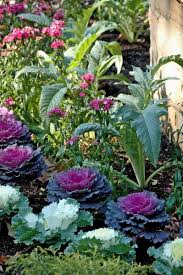 Check spelling or type a new query. Plant Ornamental Cabbage And Kale To Replace Frost Bitten Annuals Dengarden