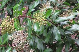 Image result for Ardisia staudtii