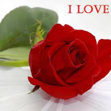 Wallpapers flower rose love wallpaper cave. Love Rose Wallpaper Free Download