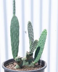 My prickly pear cactus is just getting taller. This Poor Opuntia Suffered Some Cold Damage Last Winter So We Did A Little Trim And Started Taking Care Of H Cacti And Succulents Succulents Behind The Scenes