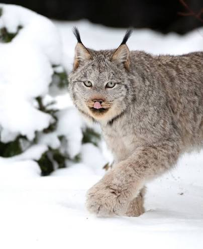 The Canada lynx is a majestic feline found in the northern boreal softwood  forests of Canada. They are solitary animals and highly adapted to cold  environments. Their large, padded paws are one