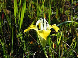 Image result for Moraea carsonii