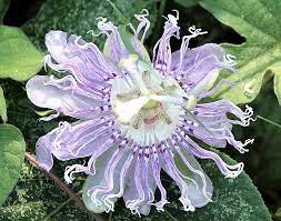 Purple Passionflower S Beauty Belies The Rugged Nature And Exuberance Of This Vine The Fragrant Flowers Bloom Over In 2020 Passion Flower Native Plants Showy Flowers