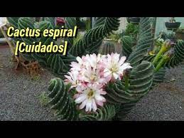 Se cree que en esa época fue que se exportaron unas ramas de éste cactus hacia europa. Cactus Espiral Cereus Spiralis Youtube