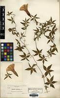 Image result for Ipomoea tenuipes