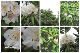 蝦夷石楠花の花が咲きました My Garden 2020 06 16日撮影 団塊オヤジの短編小説goo