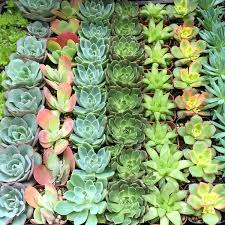 Find 6 listings related to summer wind nursery in sunnyvale on yp.com. Summerwinds Nursery Campbell Plants Phone Number Hours Photos 2460 S Winchester Blvd Sf Station