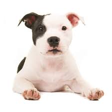 The totw, the wellness core, and the blue wilderness. Best Food For Pit Bull Puppy In 2021 Goodpuppyfood