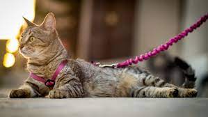 Safe Solutions For Indoor Cats That Want To Go Outside