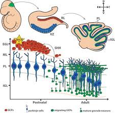 Po.persada official 2.148 views11 months ago. Biological Role Of Mycn In Medulloblastoma Novel Therapeutic Opportunities And Challenges Ahead Oncology Frontiers
