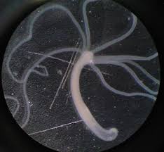 We did not find results for: Hydra Genus Wikipedia Bahasa Indonesia Ensiklopedia Bebas