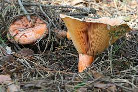 Speisepilze.ch ihr kontakt für den naturnahen anbau von pilzen im freien. Die Beliebtesten Speisepilze Nabu