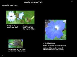 Image result for Browallia americana