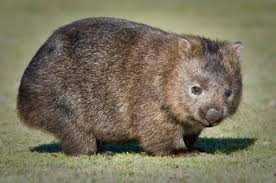 In areas where wombats and sheep graze together, wombats can become infected with liver fluke, a parasite common in sheep. Wombat Alle Infos Im Steckbrief Herz Fuer Tiere De