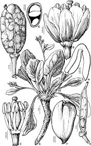 Image result for Oreophyton falcatum