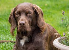 Maybe you would like to learn more about one of these? Labradinger English Springer Spaniel Lab Mix Info Pics Facts Labradinger English Springer Spaniel Labrador Mix