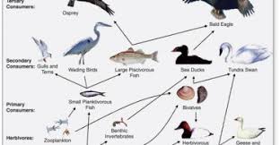 The relationship between all the living things in a particular area, when thinking about how…. Food Web Definition Archives Pediaa Com