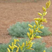 Published by flowersimg on march 13, 2019. Yellow Texas Yucca Hesperaloe Parviflora Yellow High Country Gardens