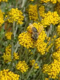 Image result for Helichrysum cymosum