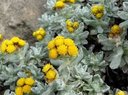 Image result for Helichrysum lineare