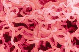 Cultures are guaranteed as to species and purity. Rhodospirillum Rubrum Sem Photograph By Scimat