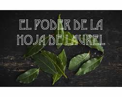 Cómo secar hojas de laurel. La Hoja De Laurel El Sendero Del Chaman