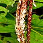 Image result for Microstegium fasciculatum