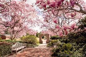 Perched on the highest hill in dc's posh georgetown neighborhood, this breathtaking garden is listed on national geographic's top 10 as the sixth most beautiful garden in. Moongate Garden At The Smithsonian Castle Washington Dc Photo Guide