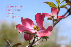 Magnolia Flowers Inspirational Quotes For 2018 Beautiful Flowers Beautiful Flowers With Qu Beautiful Flower Quotes Flower Quotes Flower Quotes Inspirational