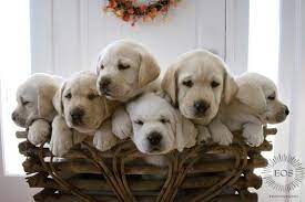 6 Cute Newborn Puppies Things That Make Me Happy Puppies Cute Baby Animals Lab Puppies