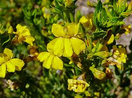 Image result for Goodeniaceae