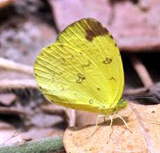 Image result for Ceropegia togoensis