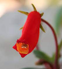 Pin On Gesneriaceae