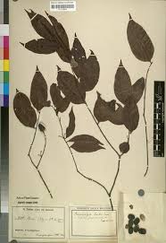 Image result for Rhaphiostylis