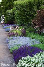 Perennial Border With Low Flowering Sages Salvia Nemerosa And Catmint Plants Garden Design Perennials