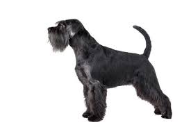 Maybe you would like to learn more about one of these? Standard Schnauzer Hairstyles With Photos