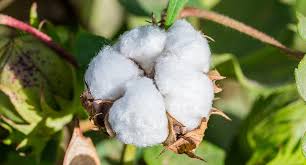 cotton ile ilgili gÃ¶rsel sonucu