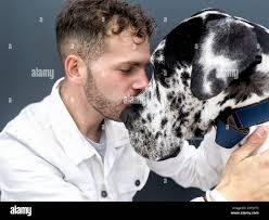 Great dane face hi-res stock photography and images