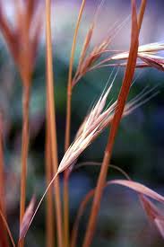 They are commonly known as bromes, brome grasses, cheat grasses or chess grasses. Bromus Carinatus Wikipedia