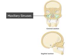 Image result for Maxillary Sinus