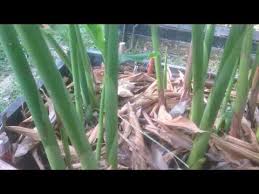 Tapi bolehlah nanti mbak ajarin biar kamu tahu rasanya, tambahnya dengan sambil melirik ke arahku dengan agak menantang. Cara Suburkan Pokok Kantan Secara Alami Dan Hasilkan Bunga Kantan Organik Ohlembab