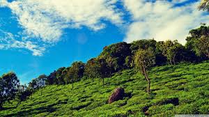 Tree plantation trees nature christmas landscape winter green sky background high definition picture snow decoration xmas season autumn branch leaves holiday blue white high definition pictures yellow red beautiful celebration grass golden forest creative picture. Tea Garden Wallpapers Wallpaper Cave