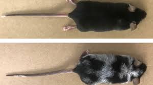 Hair ages just like the rest of your body: Scientists Discover Why Stress Turns Hair White Bbc News