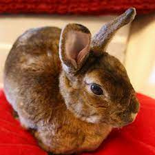 See the link on they bottom of this page for pet sitters associates where you can verify i'm a member. Taking Care Of Rabbits Birds Exotic Animals Dog Walker Pet Sitter In Montreal Qc Petsitter Com