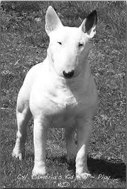 Cambria S Kid N Play Kid Bull Terrier Dog Bully Dog English Bull Terriers