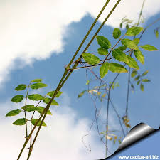 Image result for Cyphostemma saxicola